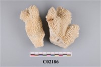 藏品(珊瑚化石)的圖片